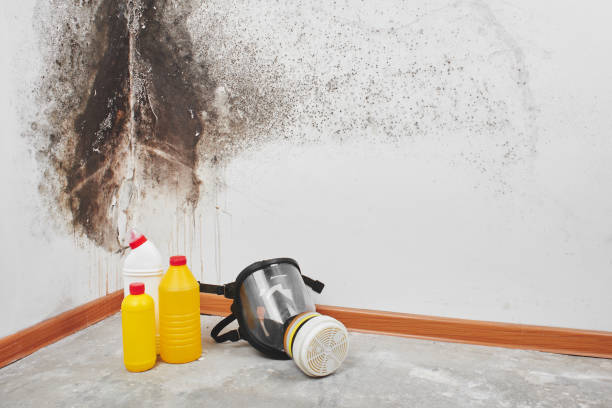 Best Localized Mold Remediation (e.g., coastal areas, humid climates) in Sausalito, CA