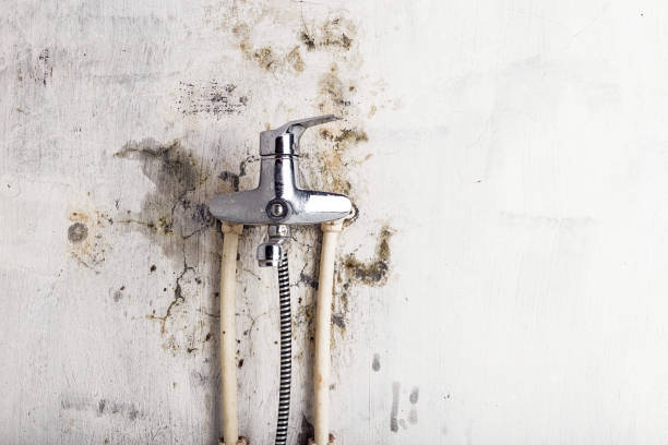 Best Post-Flood Mold Remediation in Sausalito, CA