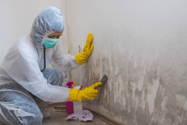 Best Emergency Mold Remediation in Sausalito, CA