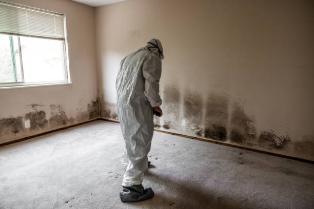Best Kitchen Mold Remediation in Sausalito, CA