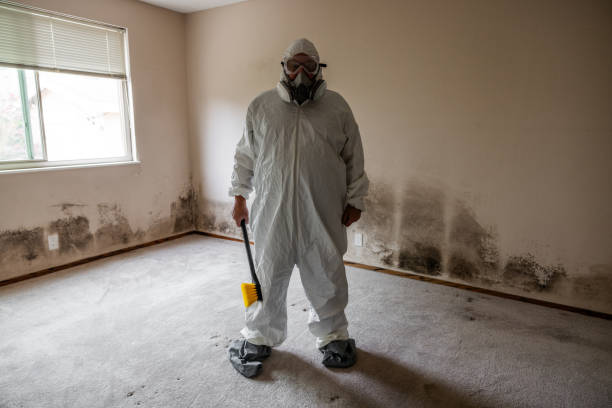 Professional Mold Remediation in Sausalito, CA