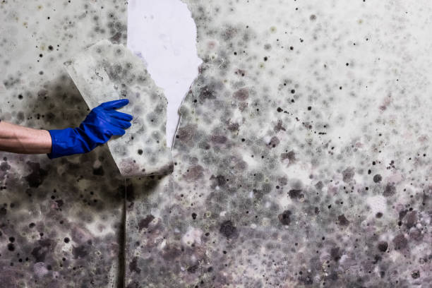 Best Mold Remediation for Specific Building Types in Sausalito, CA
